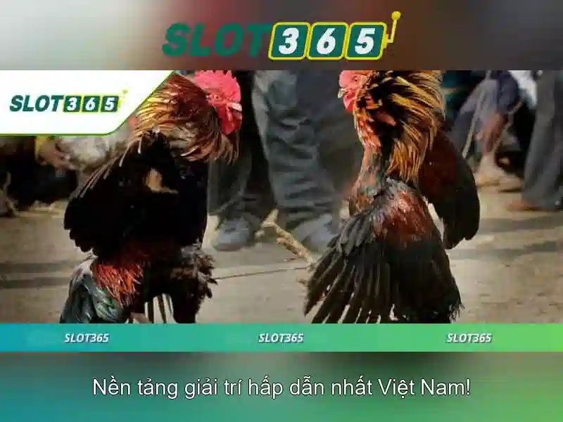 So sánh RTP và biến động của các máy slot365 
