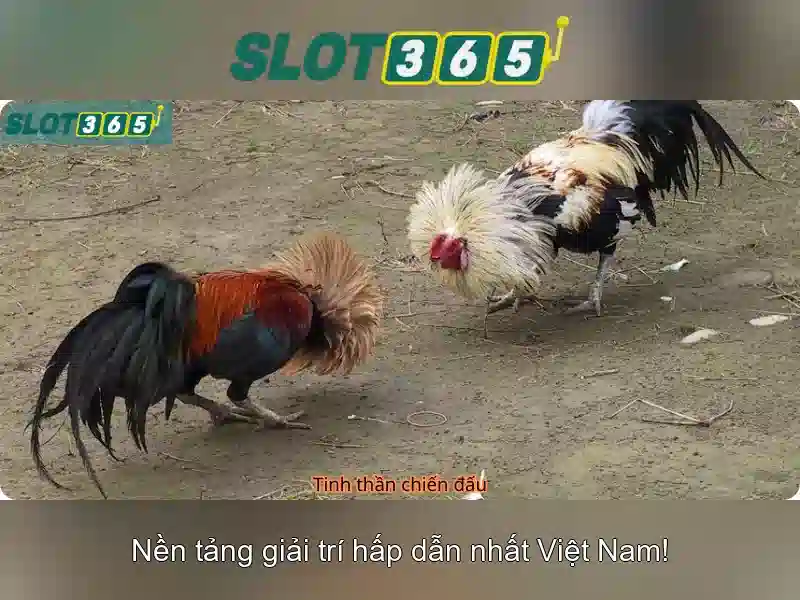 Giao diện người dùng và trải nghiệm